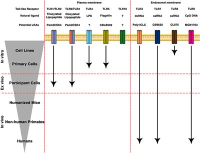 Targeting Cellular and Tissue HIV Reservoirs With Toll-Like Receptor Agonists